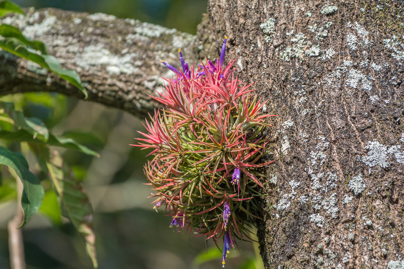 Tillandsia ionantha 